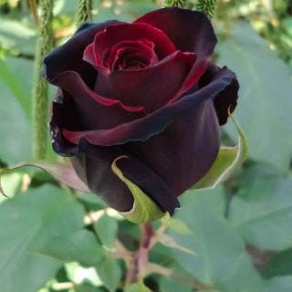 نهال گل رز هلندی سیاه