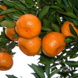نهال نارنج