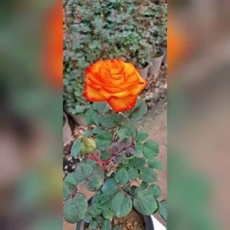 نهال رز نارنجی