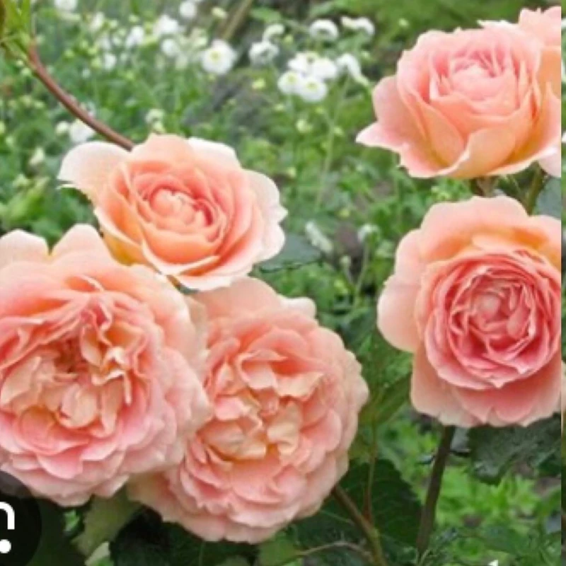 نهال رز نارنجی