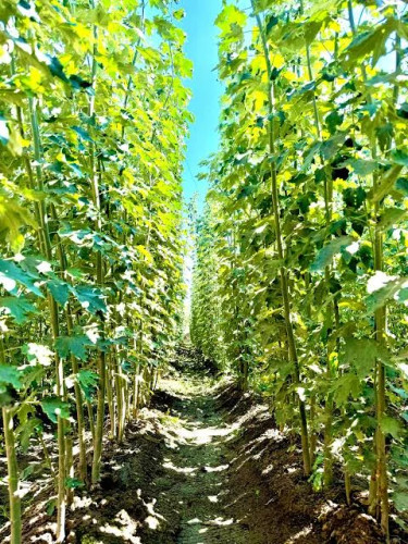 نهال صنوبر کبوده دسته طی
