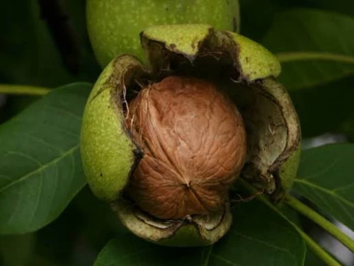 نهال گردو فرنور