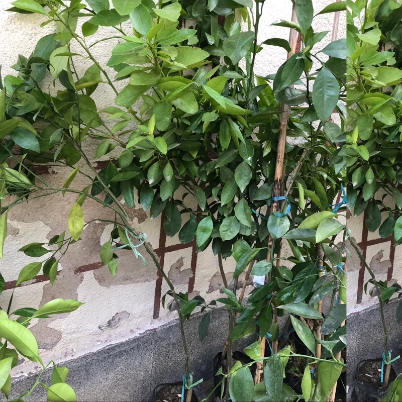 نهال نارنگی یافا