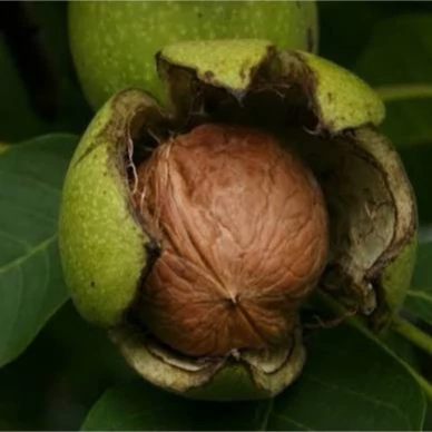 نهال گردو چندلر
