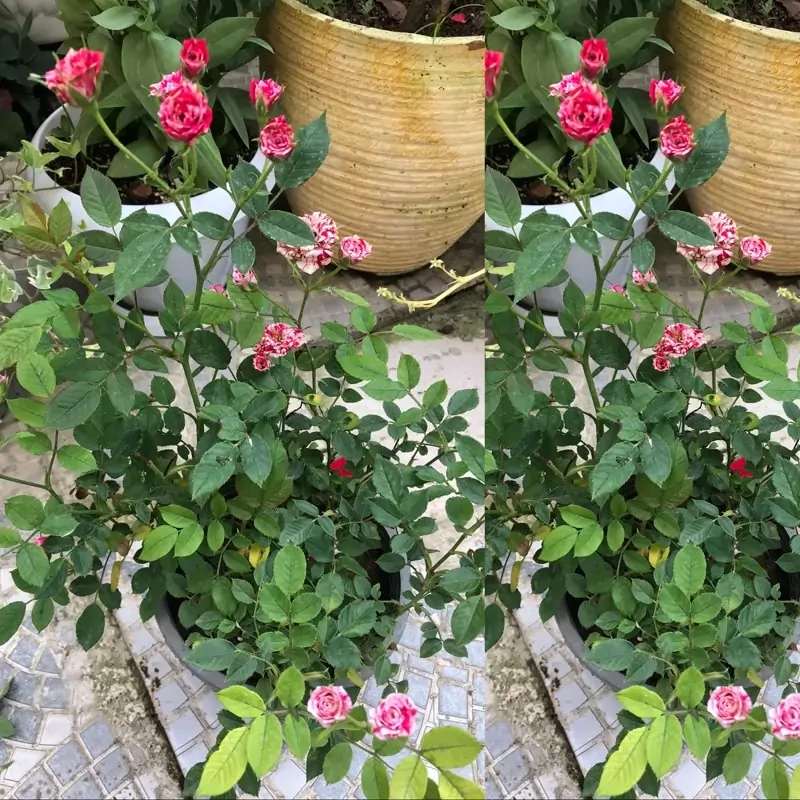 نهال رز  جولیو