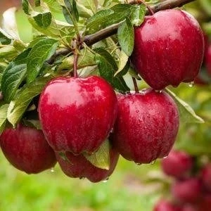 نهال سیب گالا