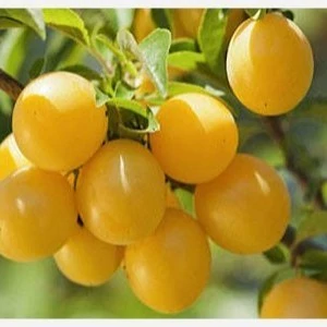 نهال الو قطره طلا