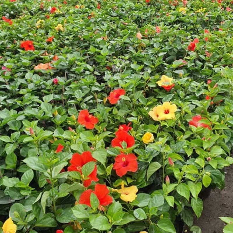 نهال ختمی چینی