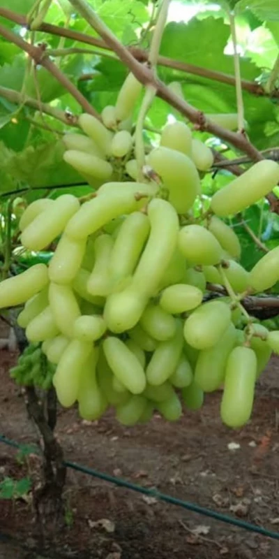 نهال انگور شصت عروس آذرنهال سبز