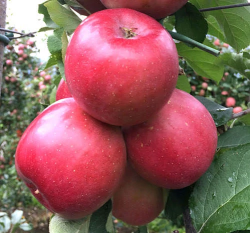 نهال سیب چهار ساله بن دار