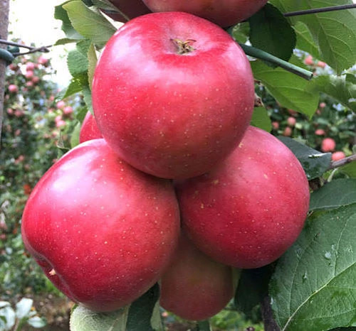 نهال سیب چهار ساله بن دار