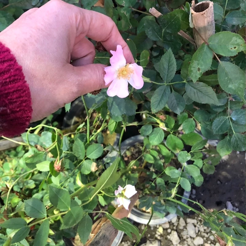 نهال رز فرانسوی