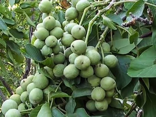 نهال گردو چندلر 5 ساله سایز بزرگ