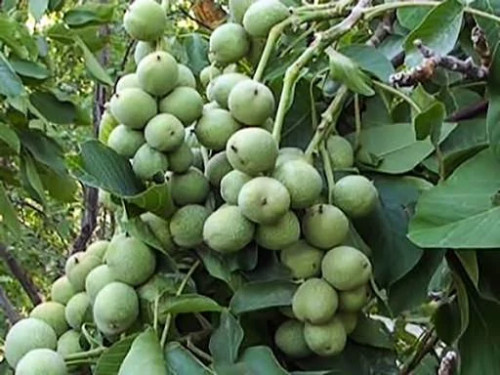 نهال گردو چندلر 5 ساله سایز بزرگ