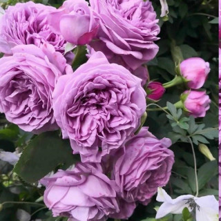 نهال رز بنفش