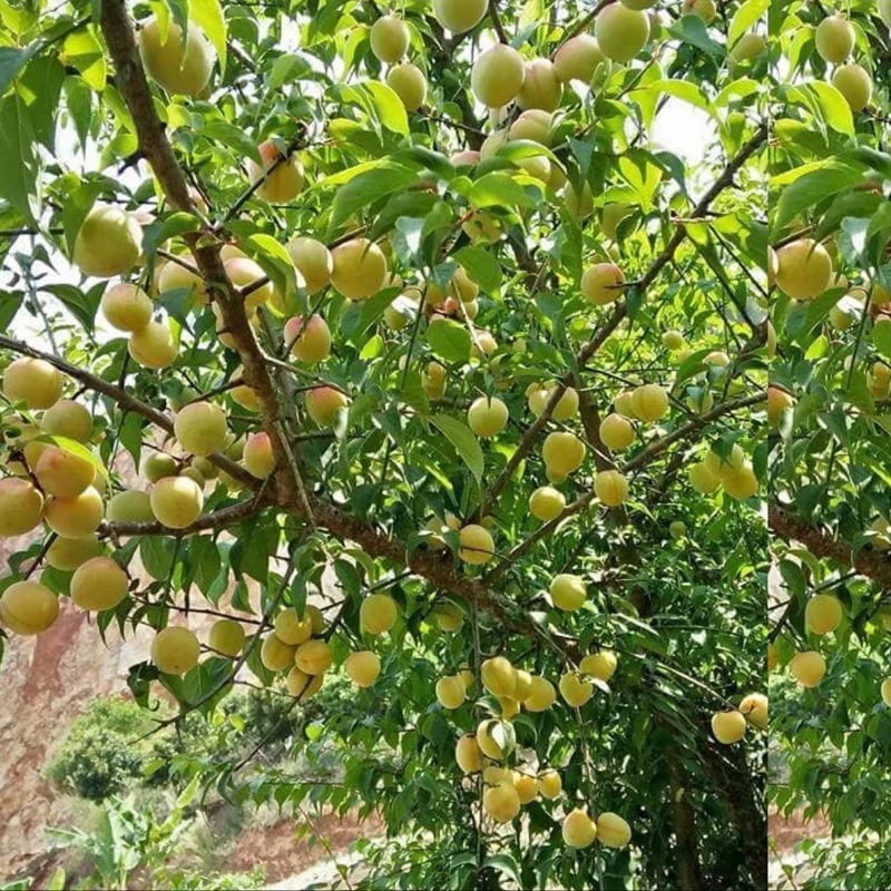 نهال زردالو پرتقالی