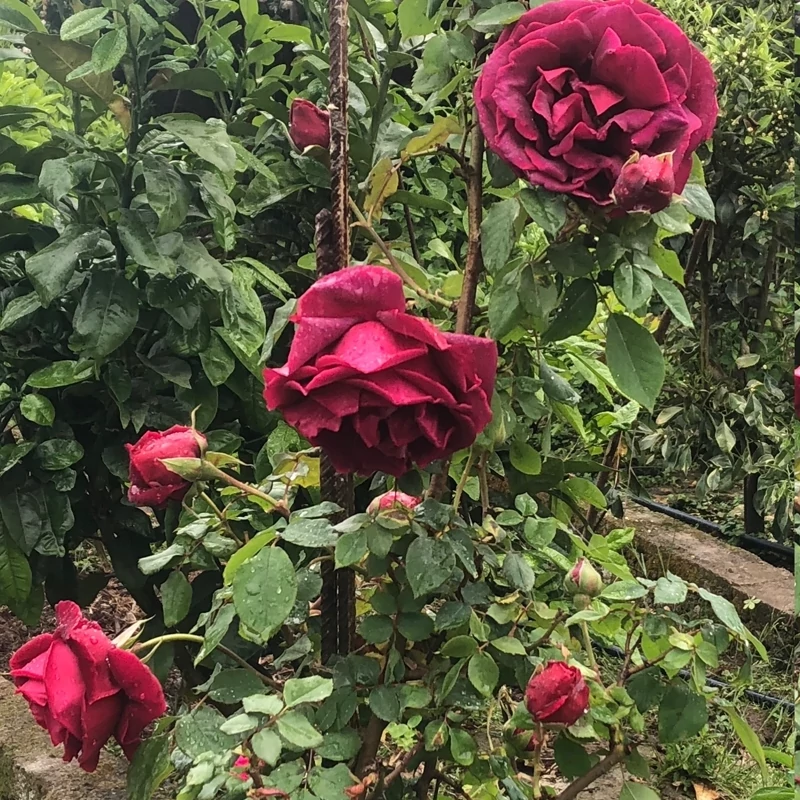 نهال رز سلطنتی