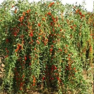 نهال گوجی بری چینی 5 ساله