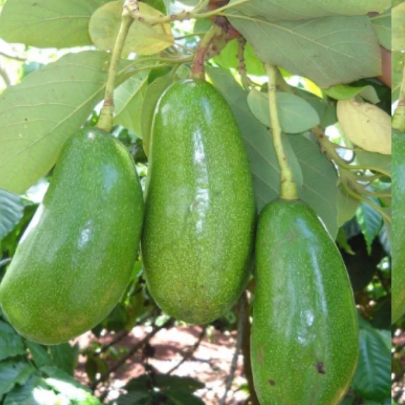 نهال آووکادو