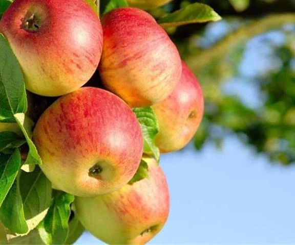 نهال سیب شفیع‌آبادی