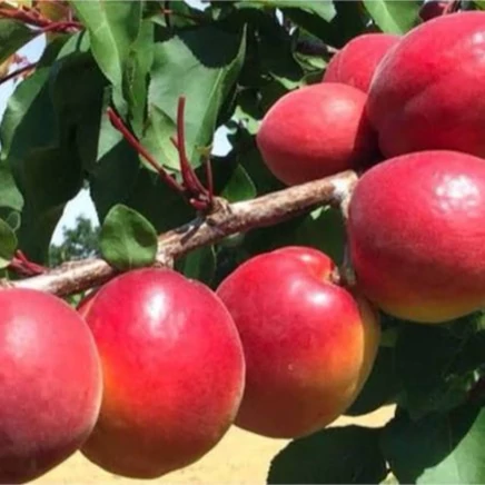 نهال زردالو قرمز تبرزه آذرنهال سبز