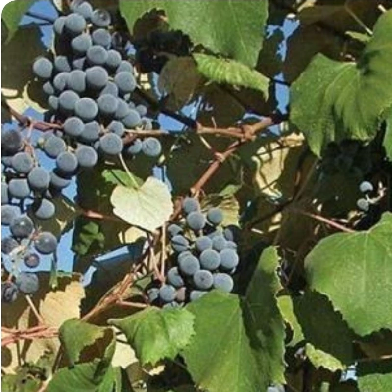 نهال انگور طعم انبه سیاه
