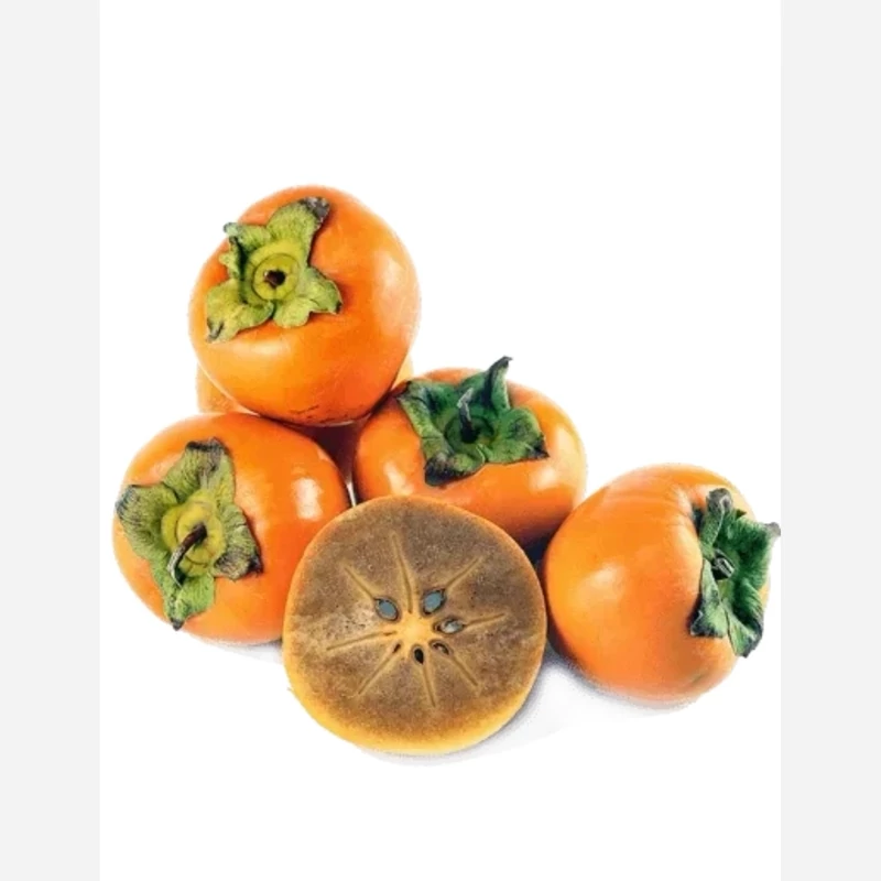 نهال خرمالو شکلاتی (یک ساله)