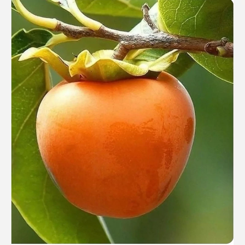 نهال خرمالو سیبی (یک ساله)