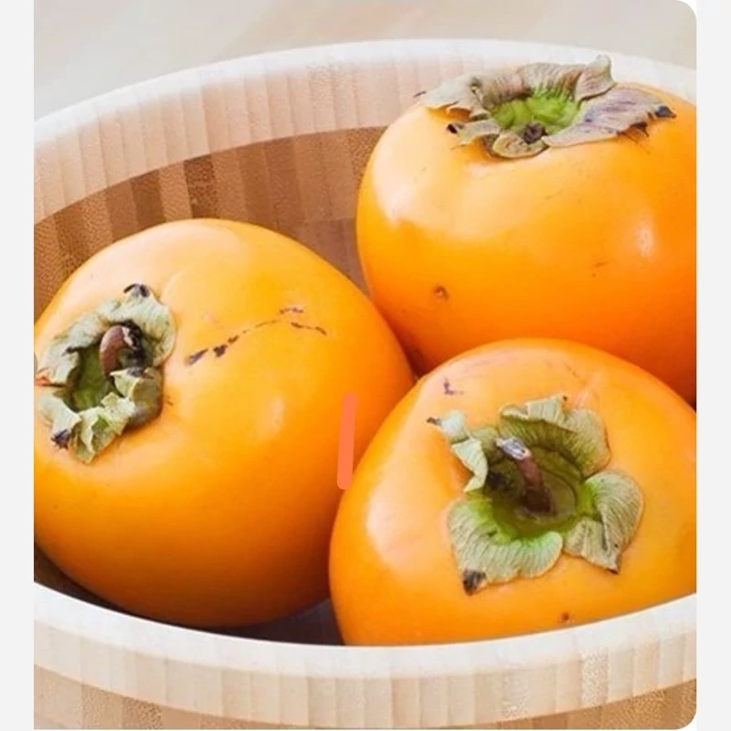 نهال خرمالو گوجه ای
