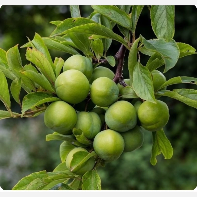 نهال گوجه سبز سردرودی