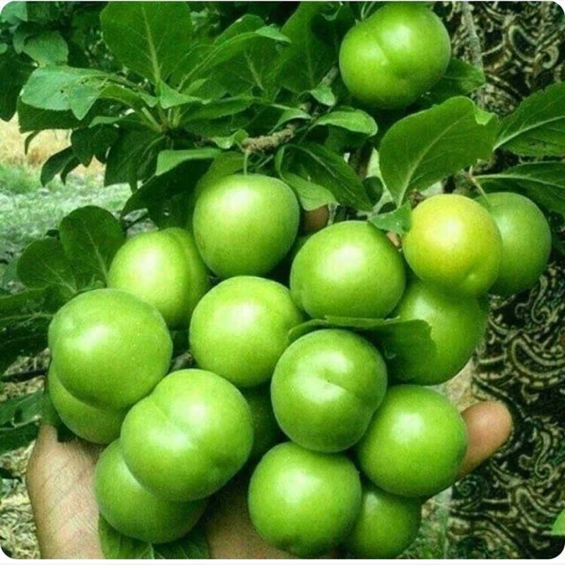 نهال گوجه سبز برغان