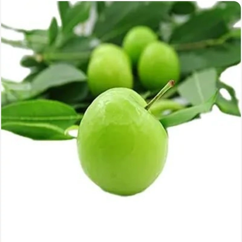 نهال گوجه سبز شهریار