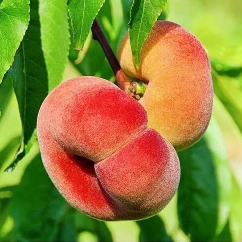 نهال هلو انجیری