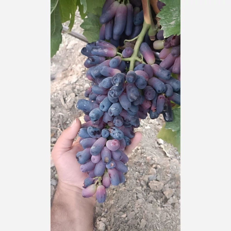 نهال انگور موندراپ یک ساله