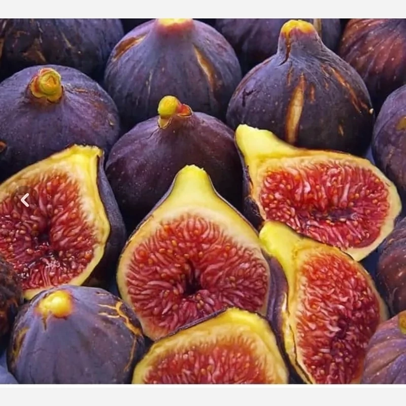 نهال انجیر سیاه