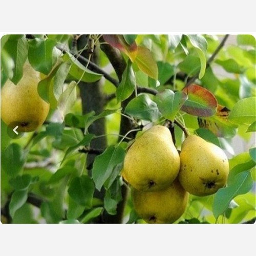 نهال گلابی بیروتی