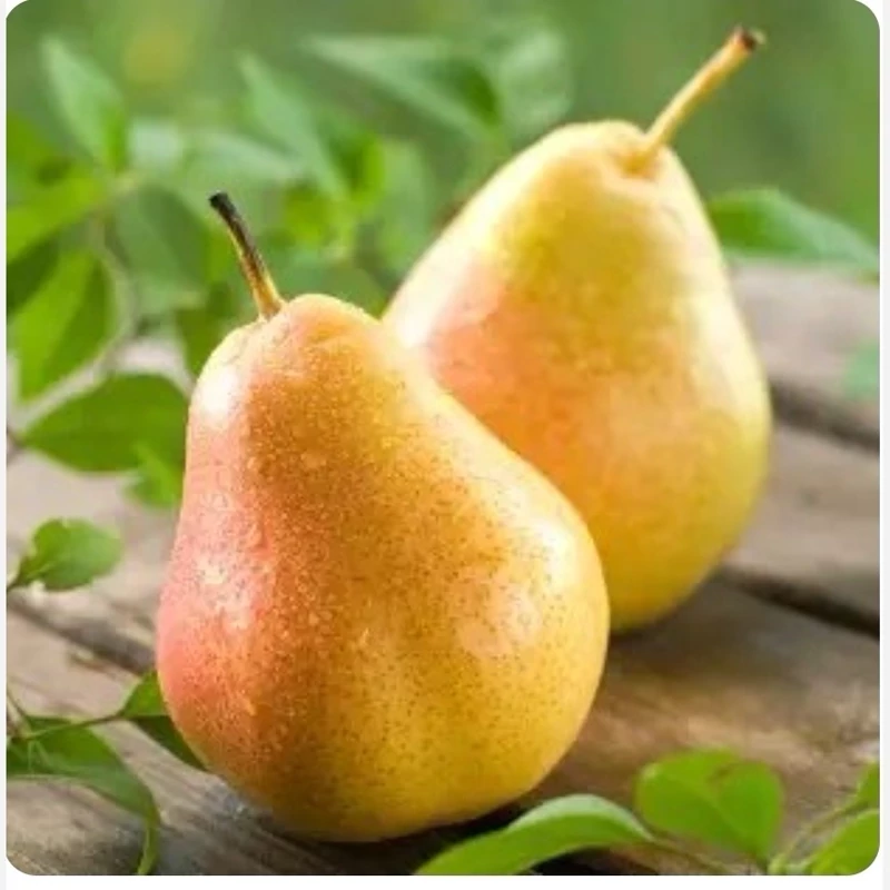 نهال گلابی اسپادانا دیررس و زود رس