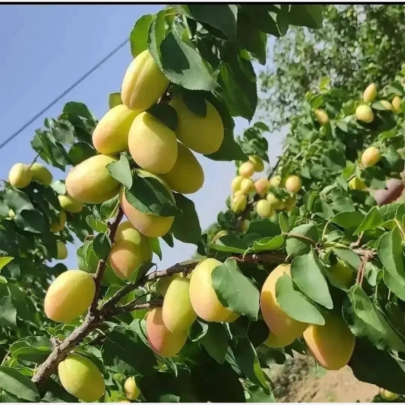 نهال زردآلو لاسگردی