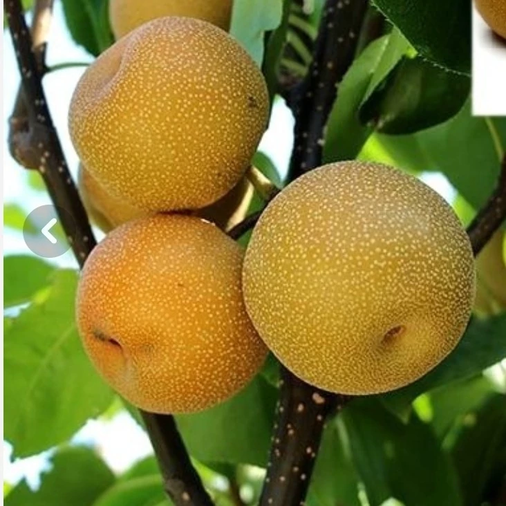 نهال گلابی پرتقالی