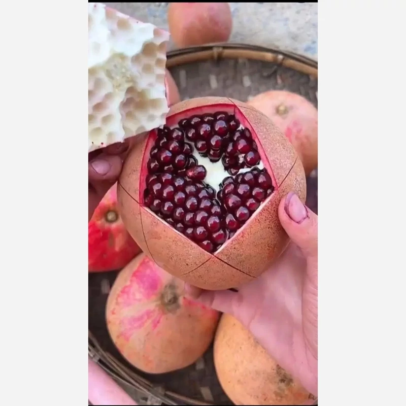 نهال انار ژله ای