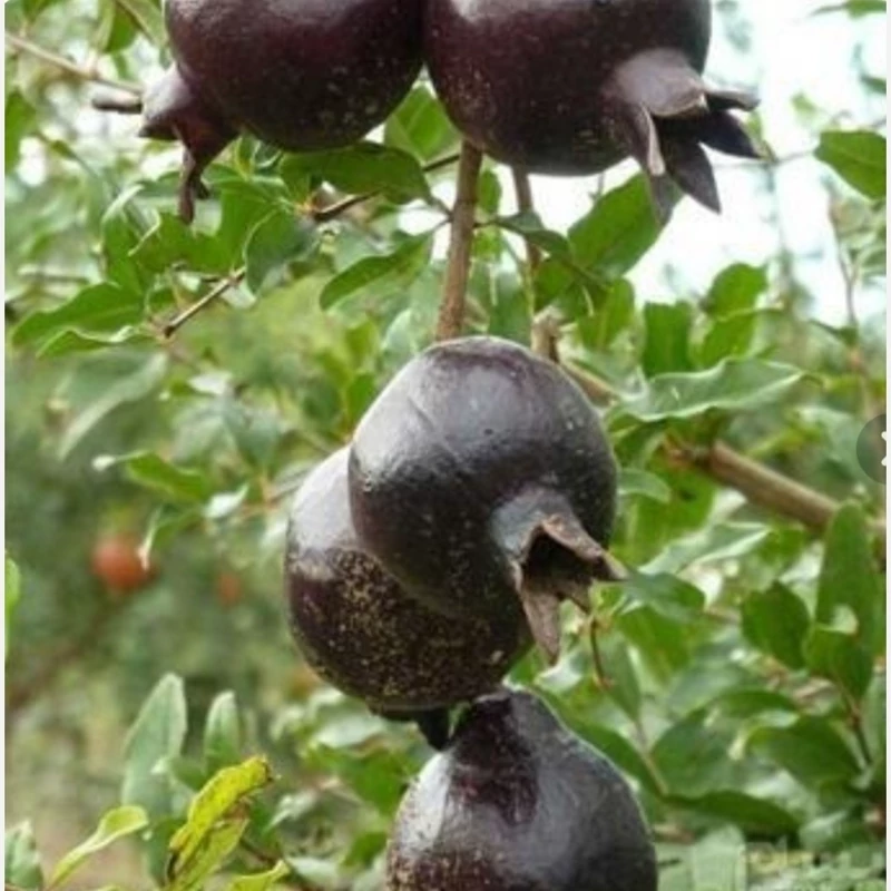 نهال انار پوست سیاه