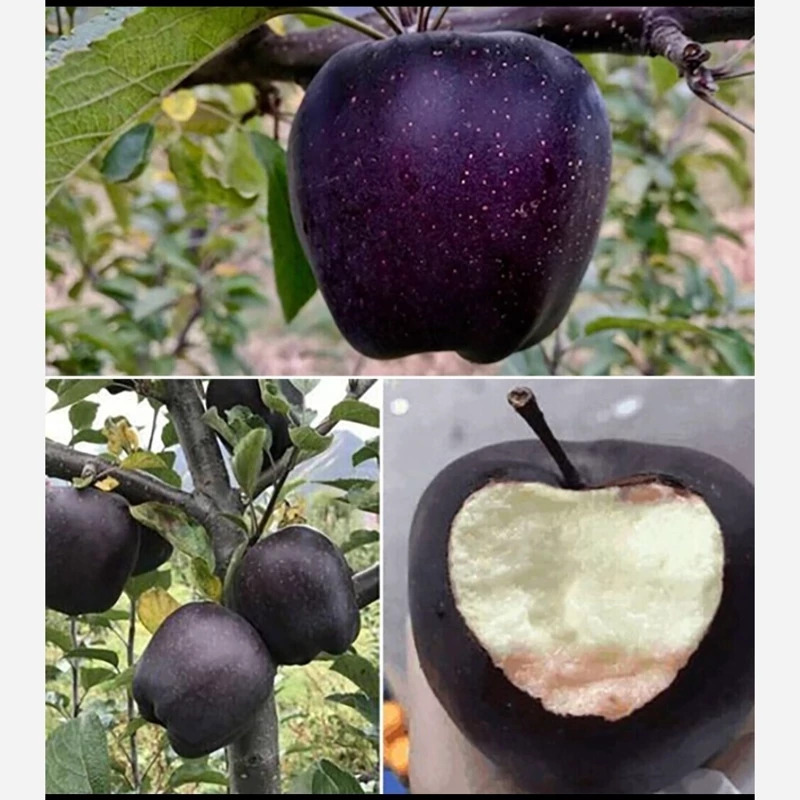 نهال سیب جرومین
