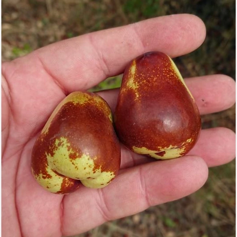 نهال عناب چینی