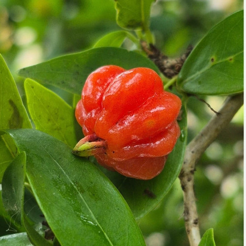 نهال میوه گیلاس سورینام دو ساله