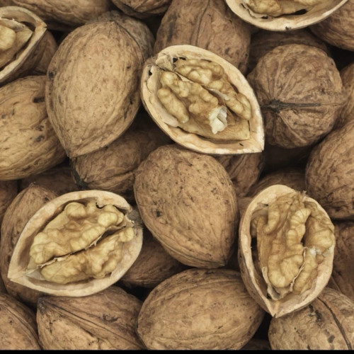 نهال گردو فرنور