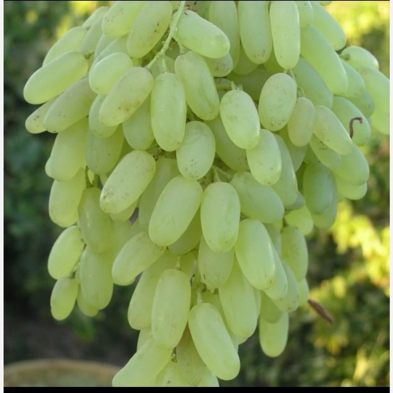 انگور عسگری