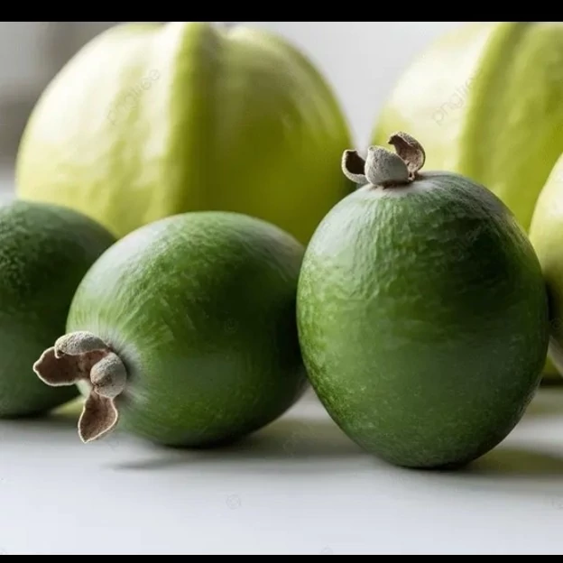 نهال فوجیا