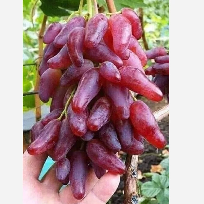 انگور ردفینگر