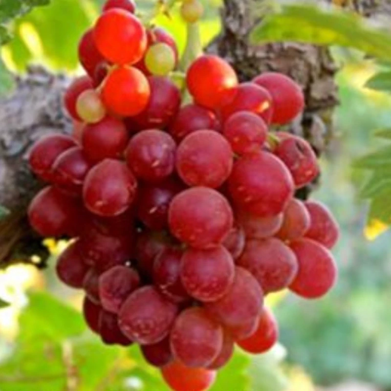 انگور پرنس
