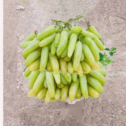 انگور شمشیری زرد